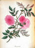 Gracilis rose photo