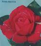 Paris-Match rose photo