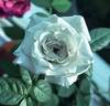 Winter Magic ™ rose photo