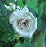 Winter Magic ™ rose photo