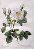 Alba Foliacea rose photo