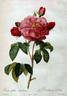 <i>Rosa gallica aurelianensis</i> rose photo