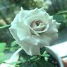 Winter Magic ™ rose photo