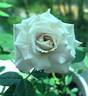 Winter Magic ™ rose photo