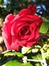 Chrysler Imperial, Cl. rose photo