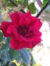 Chrysler Imperial, Cl. rose photo