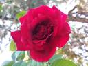 Chrysler Imperial, Cl. rose photo