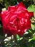 Chrysler Imperial, Cl. rose photo