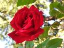 Chrysler Imperial, Cl. rose photo