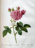 Rosa gallica Agatha var. Regalis rose photo