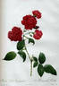 <i>Rosa Indica Caryophyllea</i> rose photo