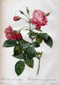 <i>Rosa reclinata flore sub-multiplici</i> . rose photo