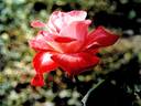 Annie Girardot rose photo