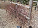 Ames Climber rose photo