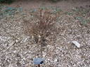 <i>Rosa woodsii</i> Lindl. subsp. <i>woodsii</i> rose photo