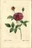 Prince de Condé rose photo