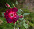 Bardou Job rose photo
