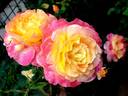Concours Lepine ® rose photo