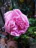 Coral Dawn rose photo