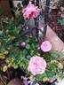 Coral Dawn rose photo