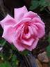 Coral Dawn rose photo