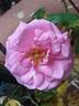 Coral Dawn rose photo