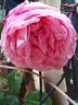 Coral Dawn rose photo