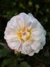 Fifi sur la volière rose photo