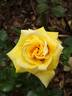 Goldfassade rose photo