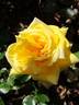Goldfassade rose photo