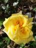 Goldfassade rose photo