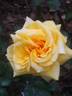 Goldfassade rose photo