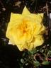 Goldfassade rose photo