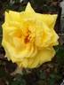 Goldfassade rose photo