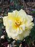 Goldfassade rose photo