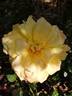 Goldfassade rose photo