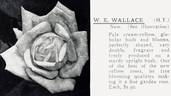 W. E. Wallace rose photo