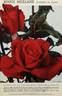 Rouge Meilland rose photo