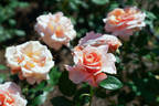 Iced Ginger rose photo