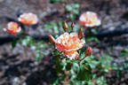 Howard Florey rose photo