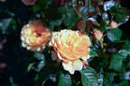 Honey Bouquet rose photo
