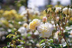 Moonsprite rose photo