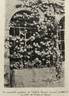 Climbing Madame Edouard Herriot rose photo