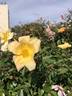 Yellow Mutabilis rose photo