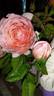 Firestar Phoenix rose photo
