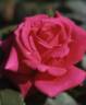 Jason rose photo