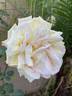 Amelia Earhart rose photo