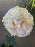 Amelia Earhart rose photo