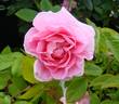 Mistress Quickly rose photo