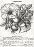 R. rugosa regeliana rose photo